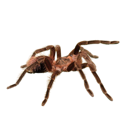 Brazilian Pink Bloom Tarantula (2 – 3”)