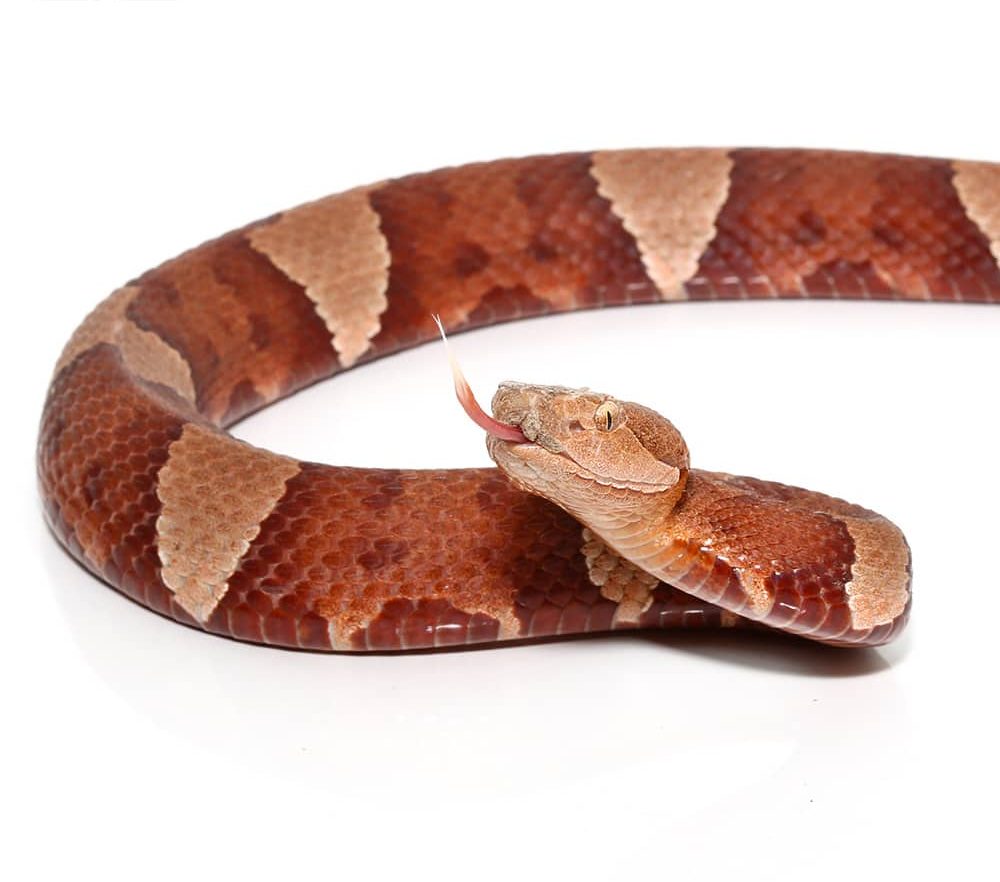 broad-banded-copperhead-snake-2 (1) broad banded copperhead snake 2 1 1 e1740134284937