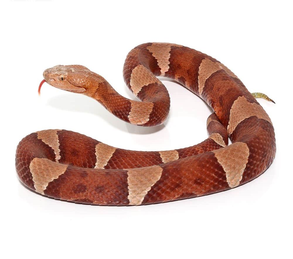 broad-banded-copperhead-snake-2 (2) broad banded copperhead snake 2 2 e1740134263277