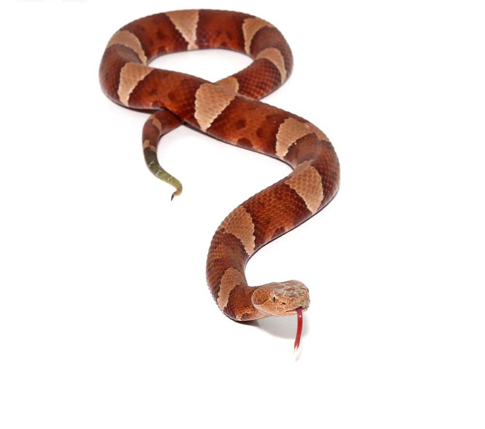 broad-banded-copperhead-snake-2 (3) broad banded copperhead snake 2 3 e1740134318463
