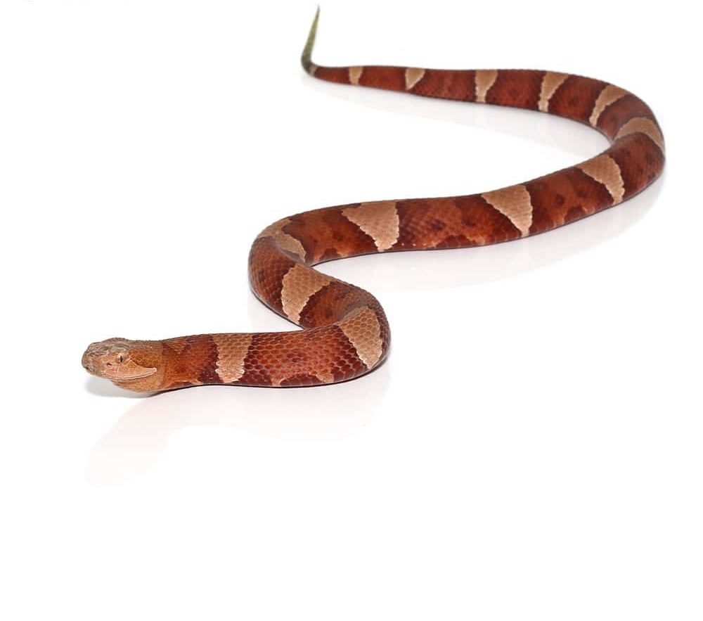 broad-banded-copperhead-snake-2 (4) broad banded copperhead snake 2 4 e1740134303403