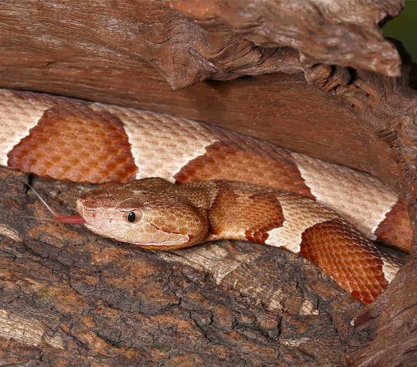Broad Banded Copperhead Snake #3