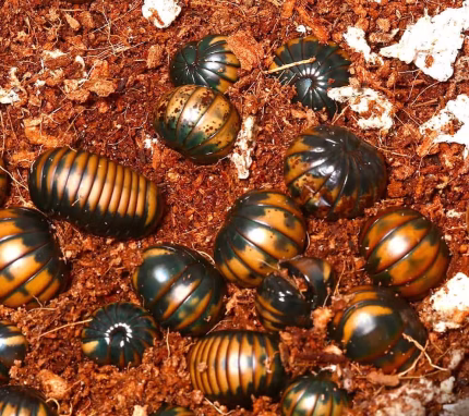 Bronze Back Pill Millipede
