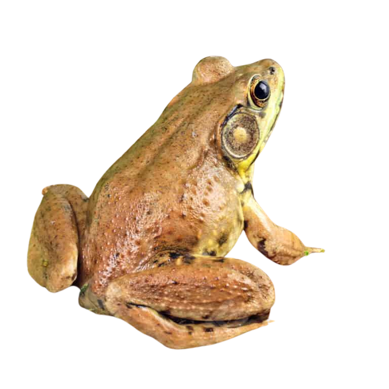 bronze-frog (1) bronze frog 1