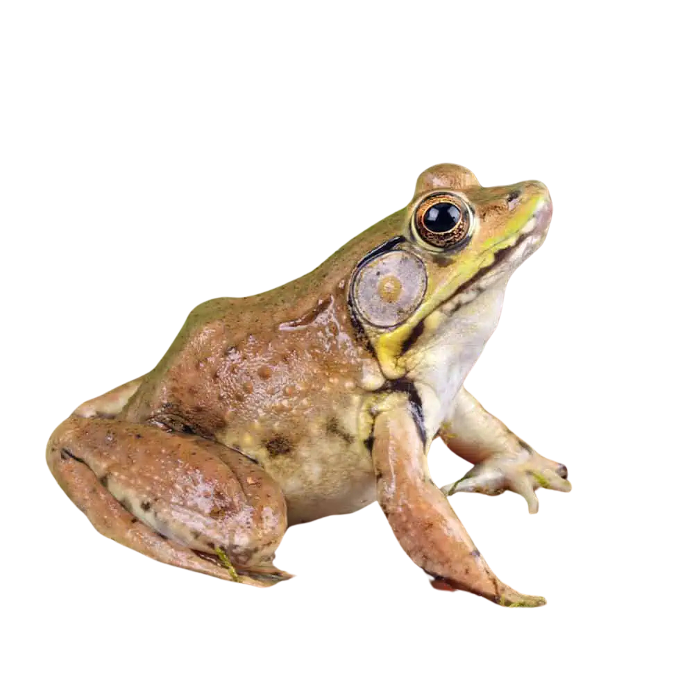 bronze-frog (2) bronze frog 2