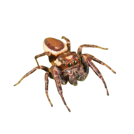 Bronze Jumping Spider