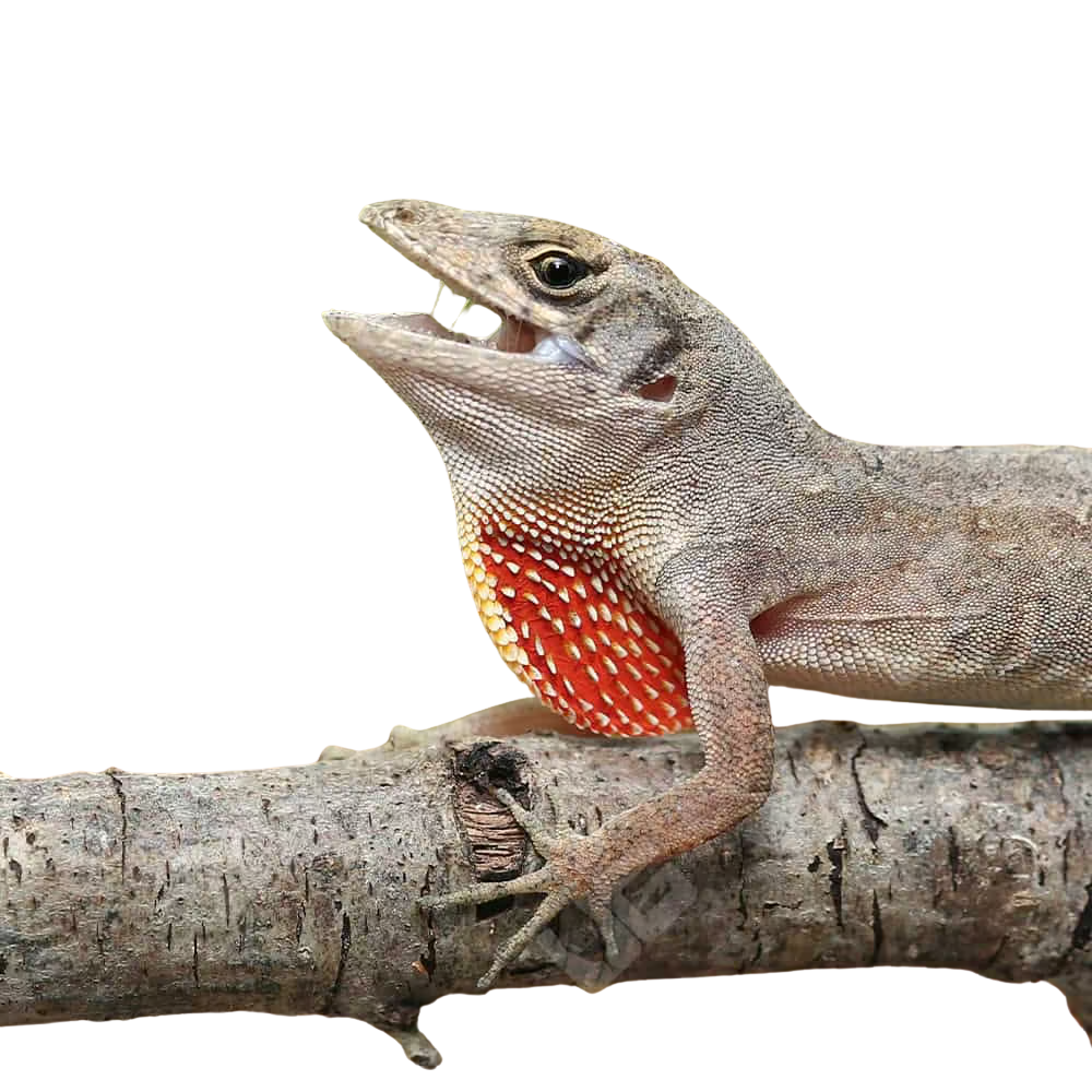 brown-anole (2) brown anole 2