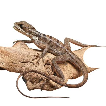 Brown Basilisk