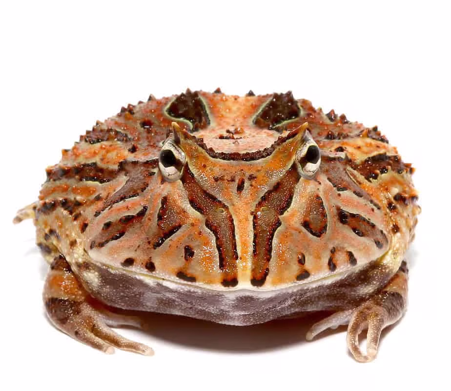 brown-fantasy-pacman-frog-2 brown fantasy pacman frog 2 e1745774866301
