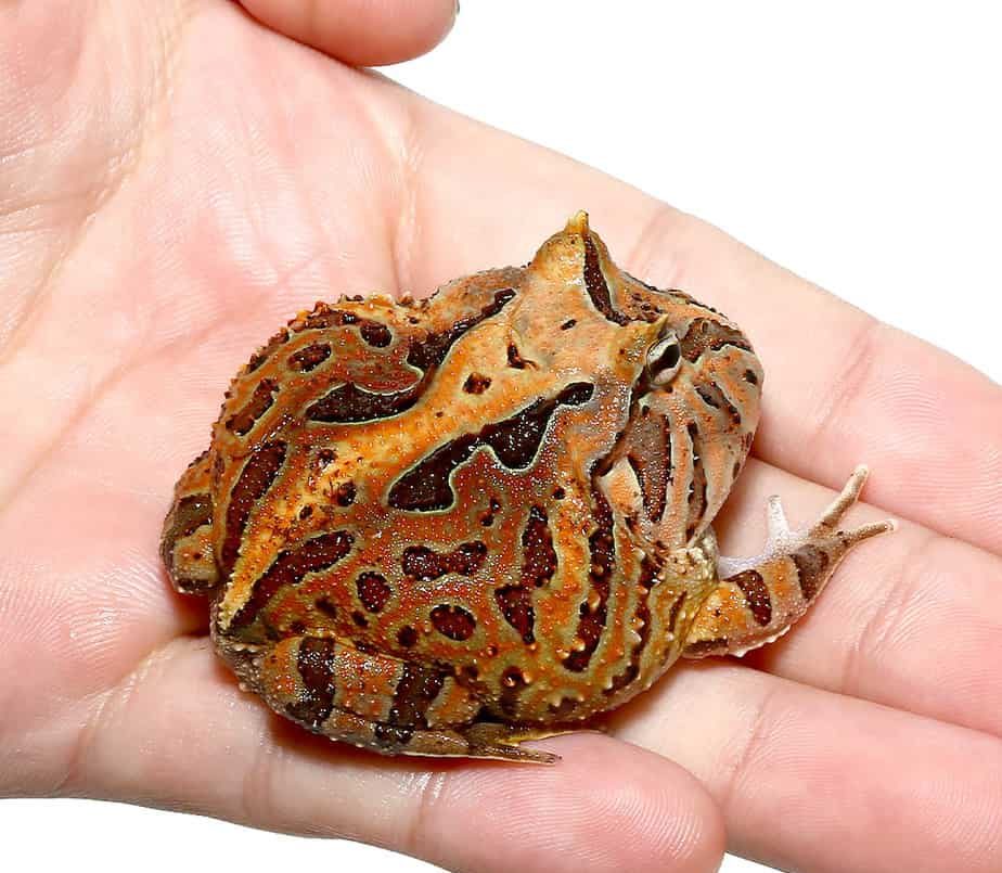 brown-fantasy-pacman-frog-2 brown fantasy pacman frog 2 e1745774884885