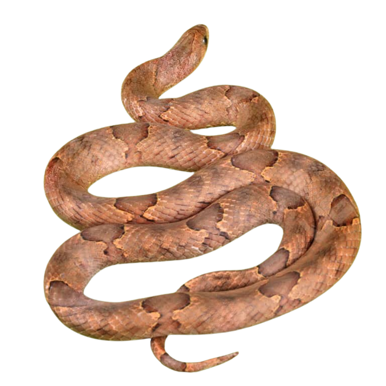 brown-kukri-snake-pair (2) brown kukri snake pair 2