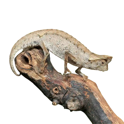 Brown Leaf Chameleon
