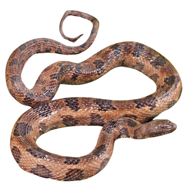 Brown Water Snake