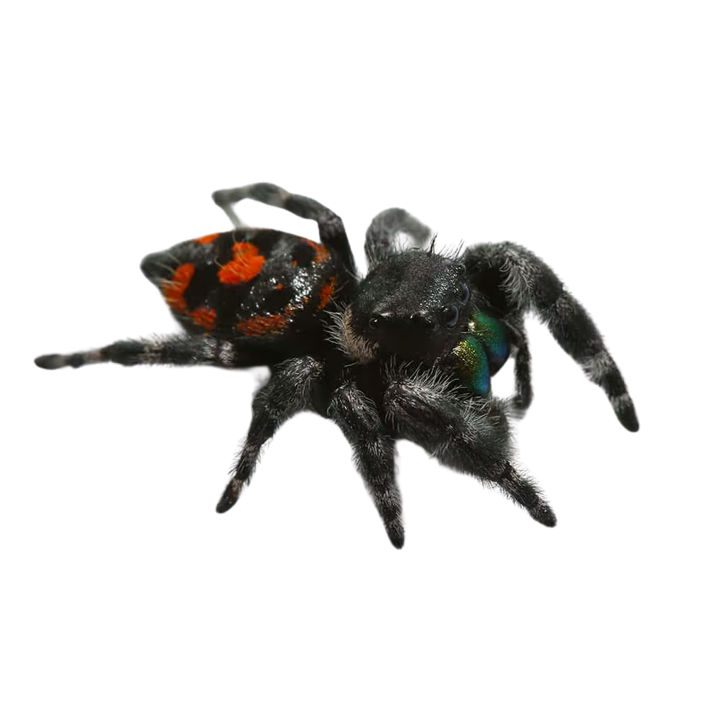 bryentae-phase-bold-jumping-spider (2) bryentae phase bold jumping spider 2