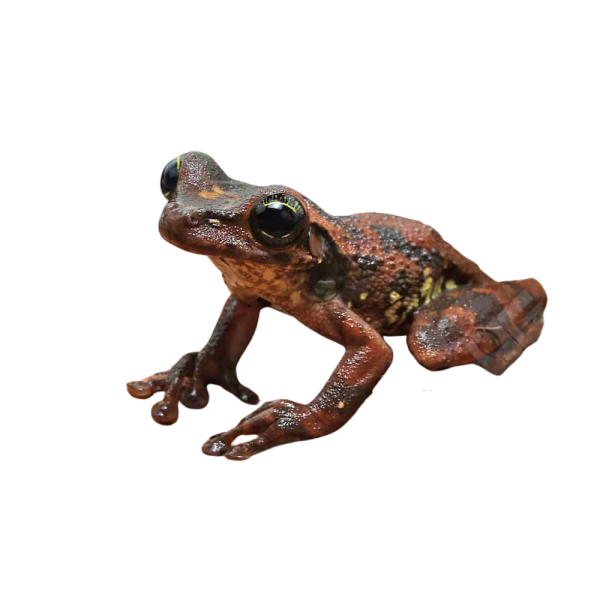 Buckley’s Slender-Legged Tree Frog