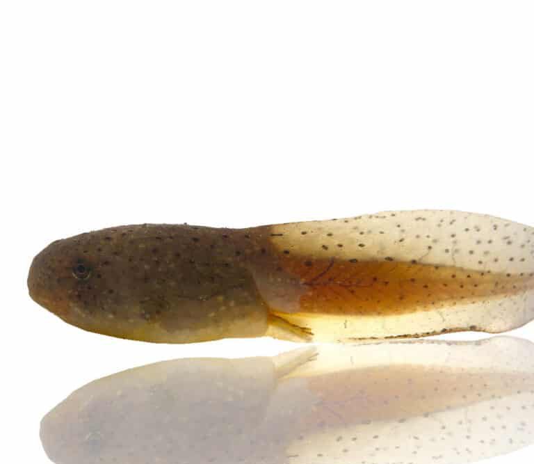 bullfrog-tadpole bullfrog tadpole 1 e1745517557439