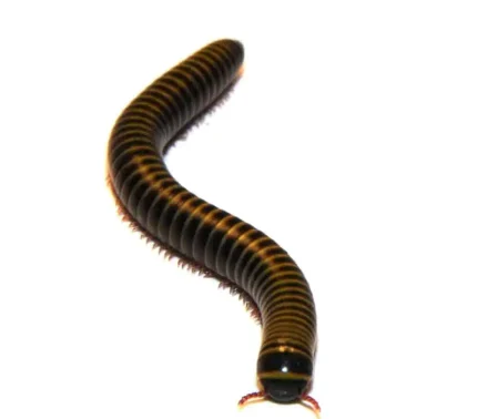 Bumblebee Millipede