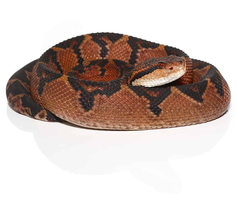 bushmaster (1) bushmaster 1 e1739983337966
