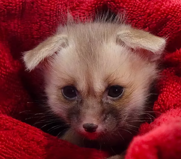 C. B. Baby Ruppell’s Fox