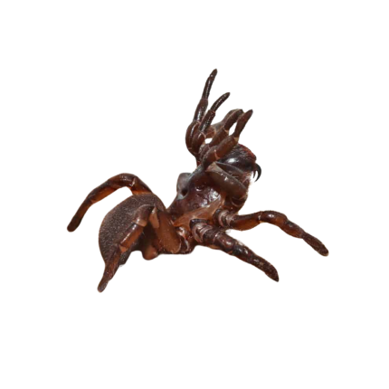 California Trapdoor Spider (1 – 2″)