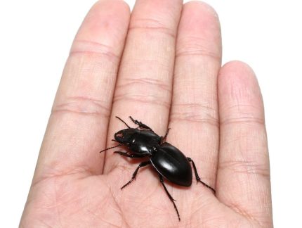 California Warrior Beetle