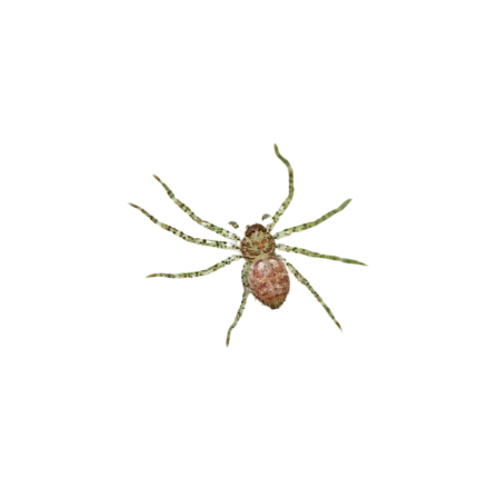 Cameroon Crab Huntsman Spider Sling (.25″)