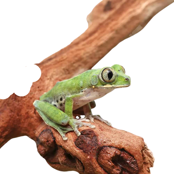 Cameroon Forest Tree Frog
