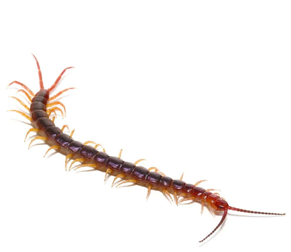 cameroon-purple-centipede cameroon purple centipede e1748954789767