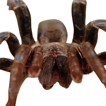 Cameroon Tawny Red Baboon (3 – 5”)