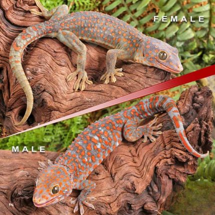 Candy Button Tokay Gecko Pair