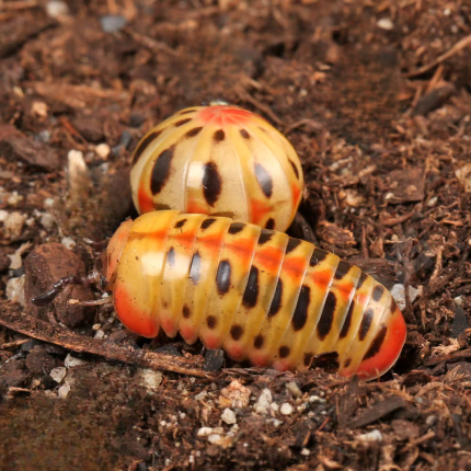 C.B. Candy Corn Pedeling