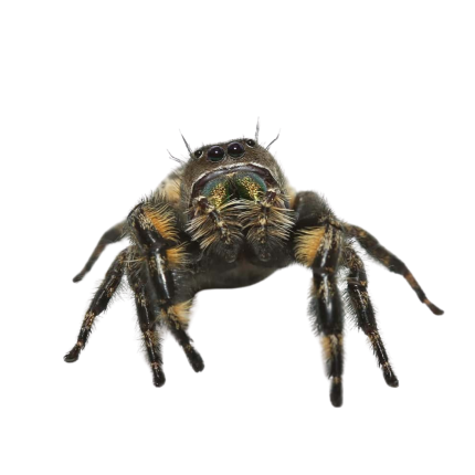 Canopy Jumping Spider