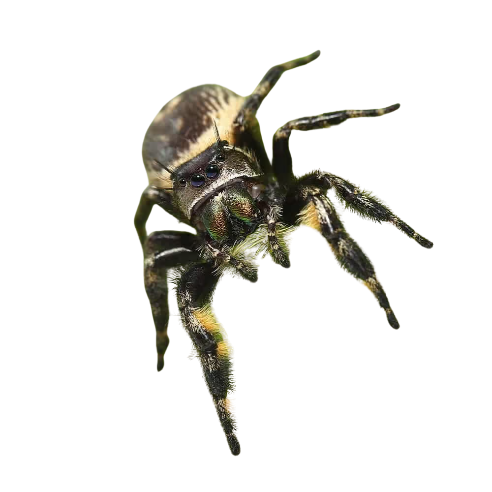 canopy-jumping-spider (2) canopy jumping spider 2