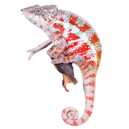 Cap Est Panther Chameleon