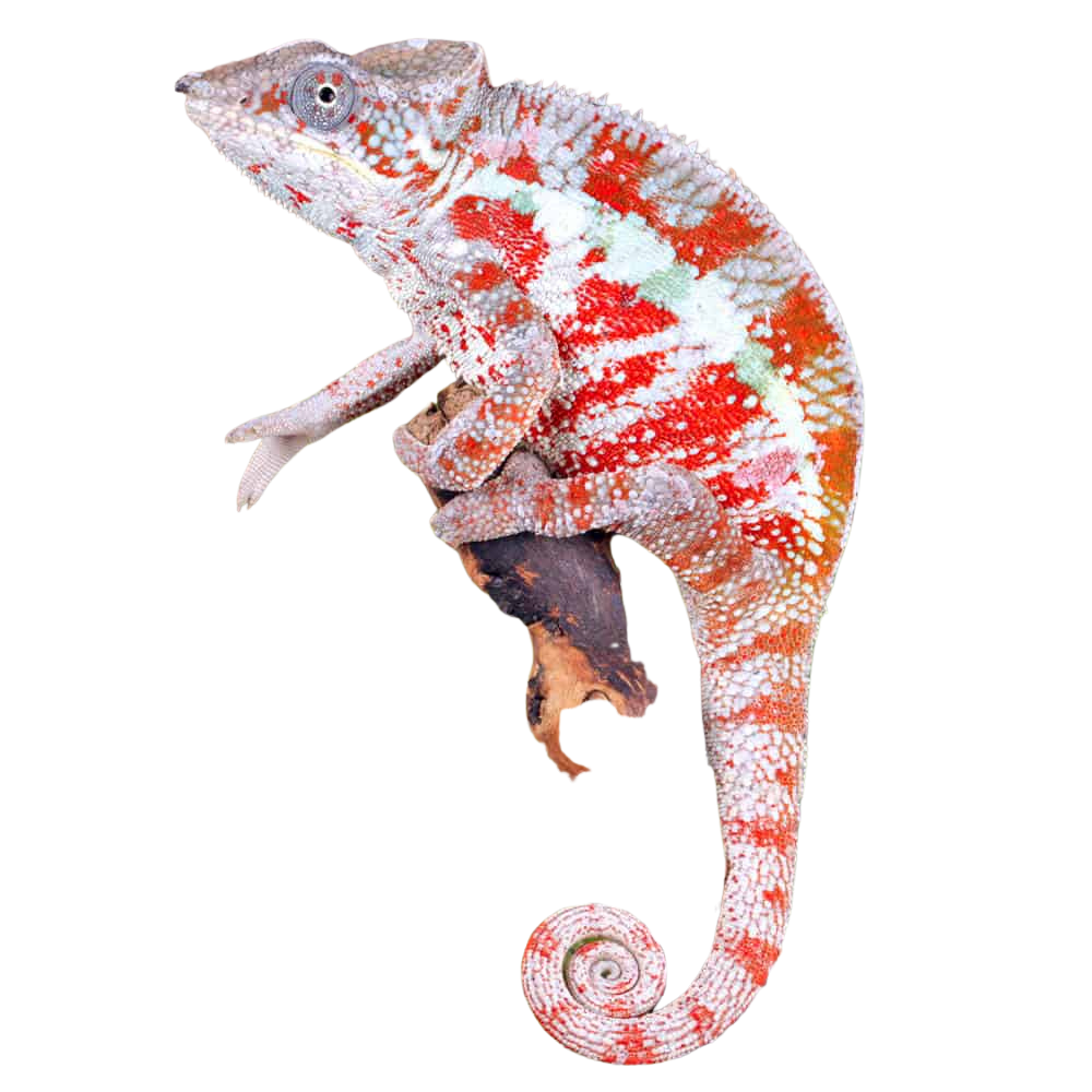 cap-est-panther-chameleon (1) cap est panther chameleon 1