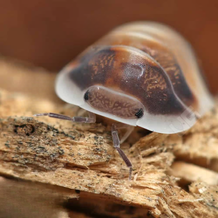Cappuccino Isopods