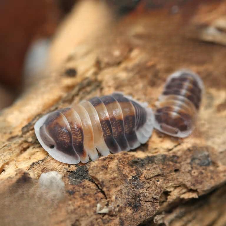 cappuccino-isopods cappuccino isopods
