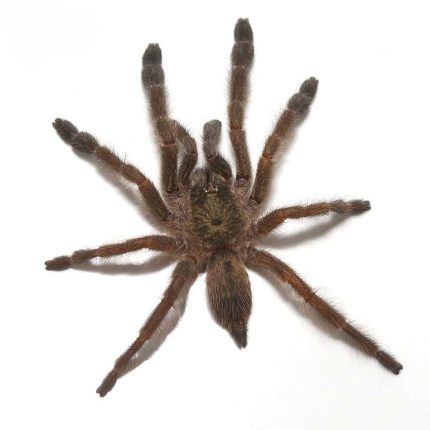 Caribbean Diamond Tree Spider (.25 – .75”)