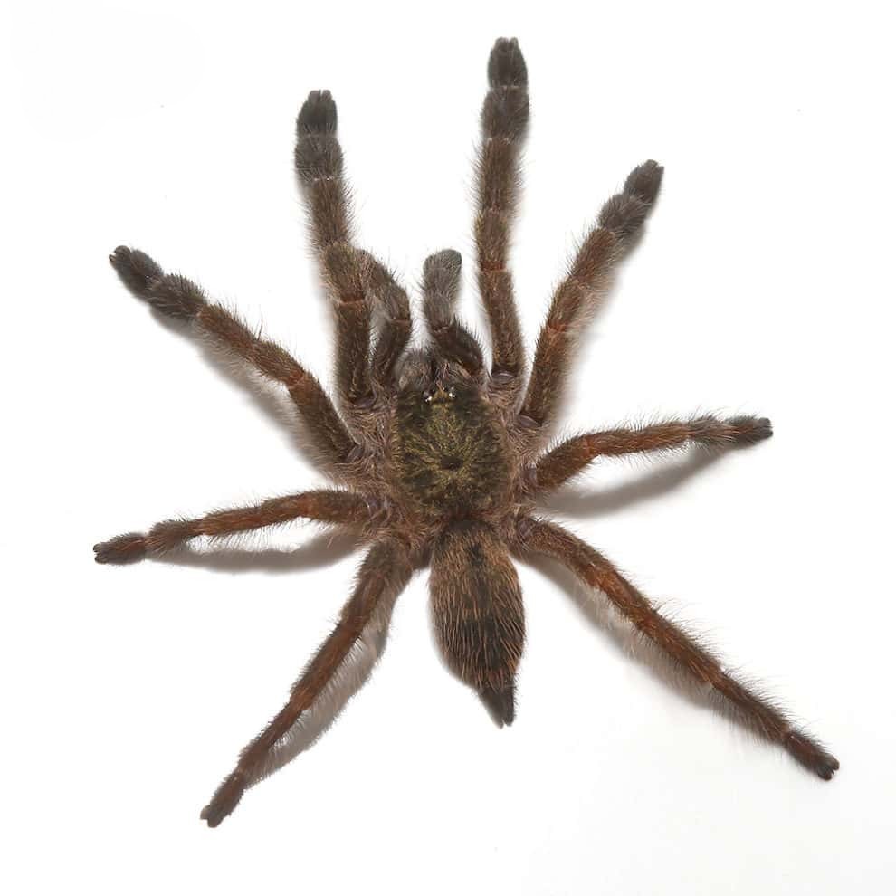 caribbean-diamond-tree-spider-25-–-75 caribbean diamond tree spider 25 – 75