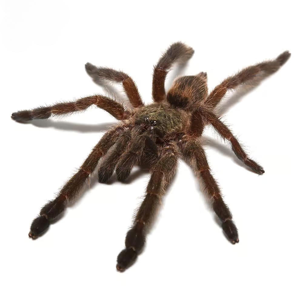 caribbean-diamond-tree-spider-25-–-75 caribbean diamond tree spider 25 – 75