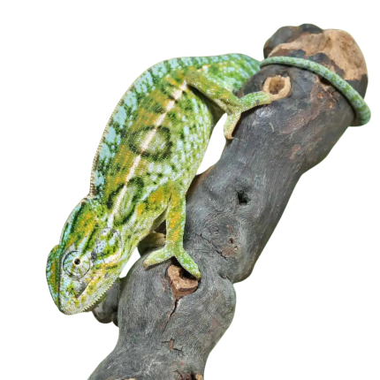 Carpet Chameleon