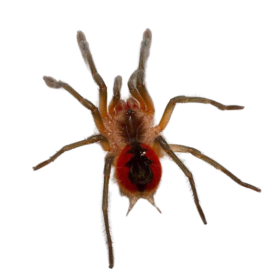cascada-giant-birdeater-tarantula-1-–-15 (1) cascada giant birdeater tarantula 1 – 15 1