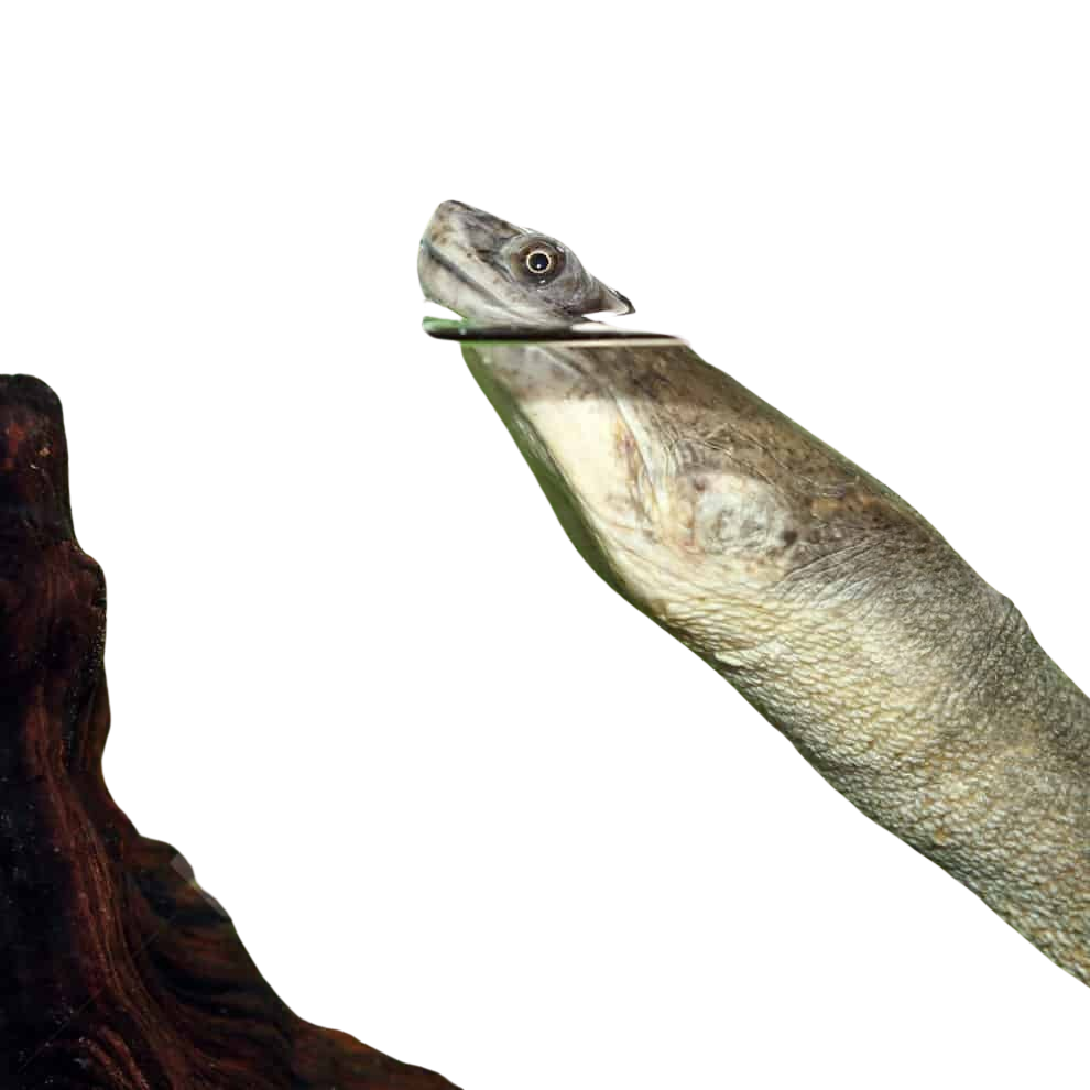 cb-adult-indonesian-snake-neck-turtle (1) cb adult indonesian snake neck turtle 1