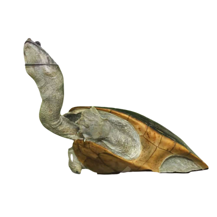 C.B. Adult Indonesian Snake Neck Turtle