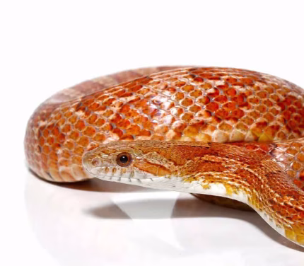 C.B. Adult Male Hypo Possible Het Scaleless Cornsnake