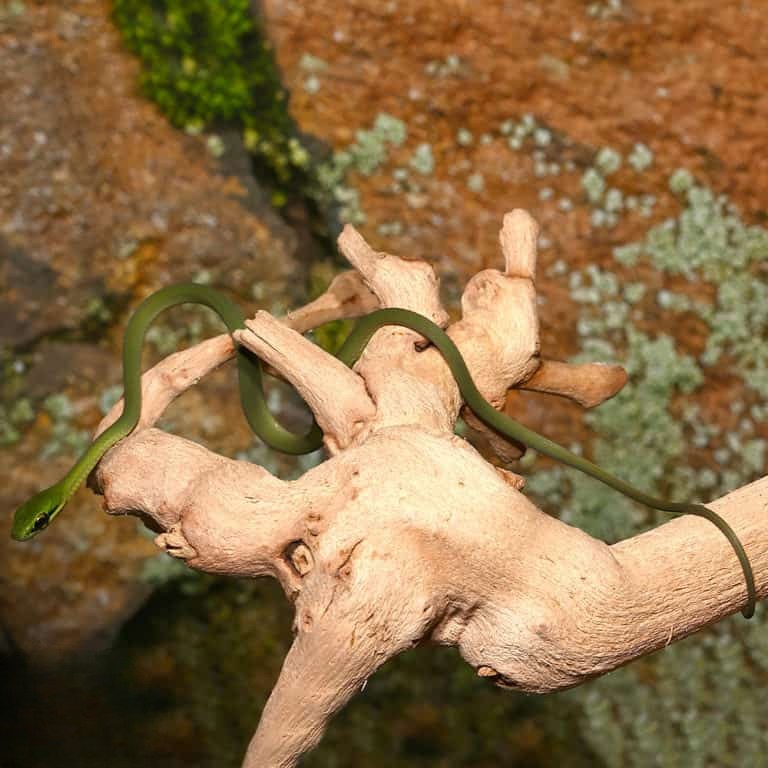 cb-baby-african-emerald-tree-snake cb baby african emerald tree snake