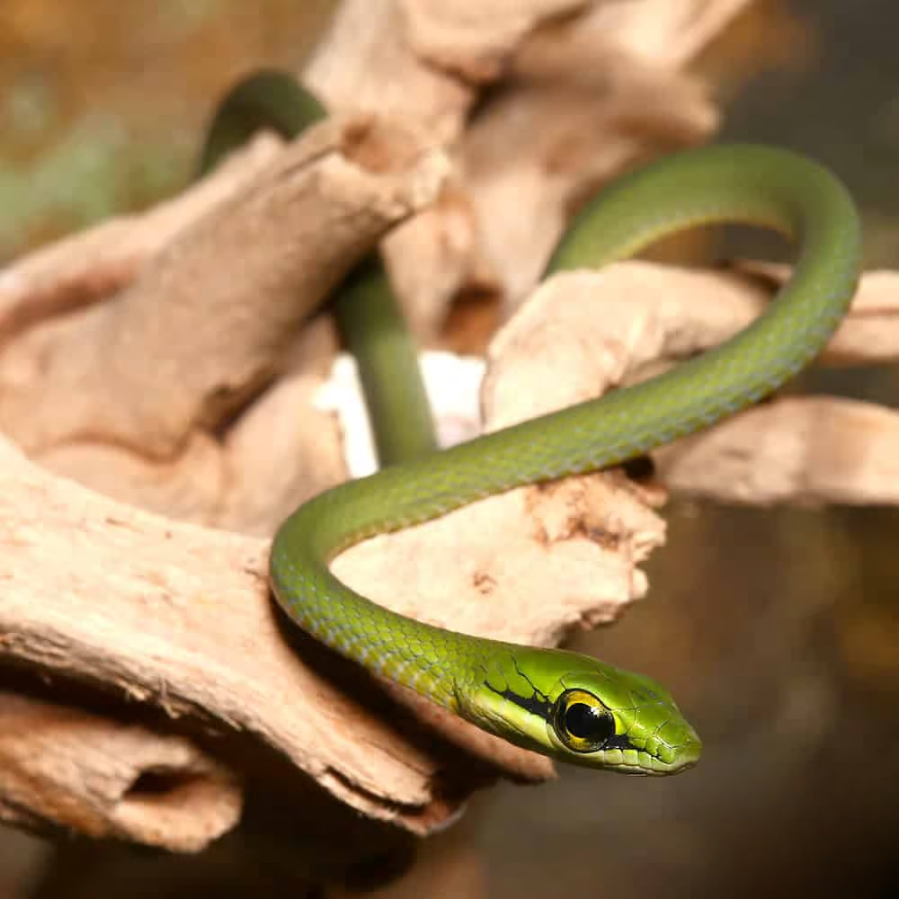 cb-baby-african-emerald-tree-snake cb baby african emerald tree snake