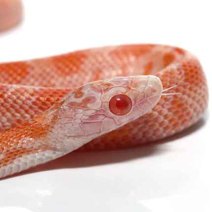 C.B. Baby Albino Sunkissed Cornsnake