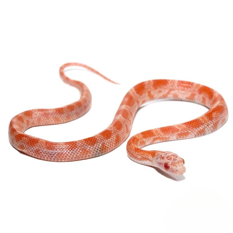 cb-baby-albino-sunkissed-cornsnake cb baby albino sunkissed cornsnake