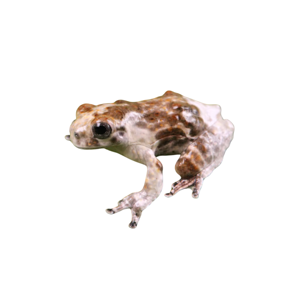 C.B. Baby Bird Poop Tree Frog